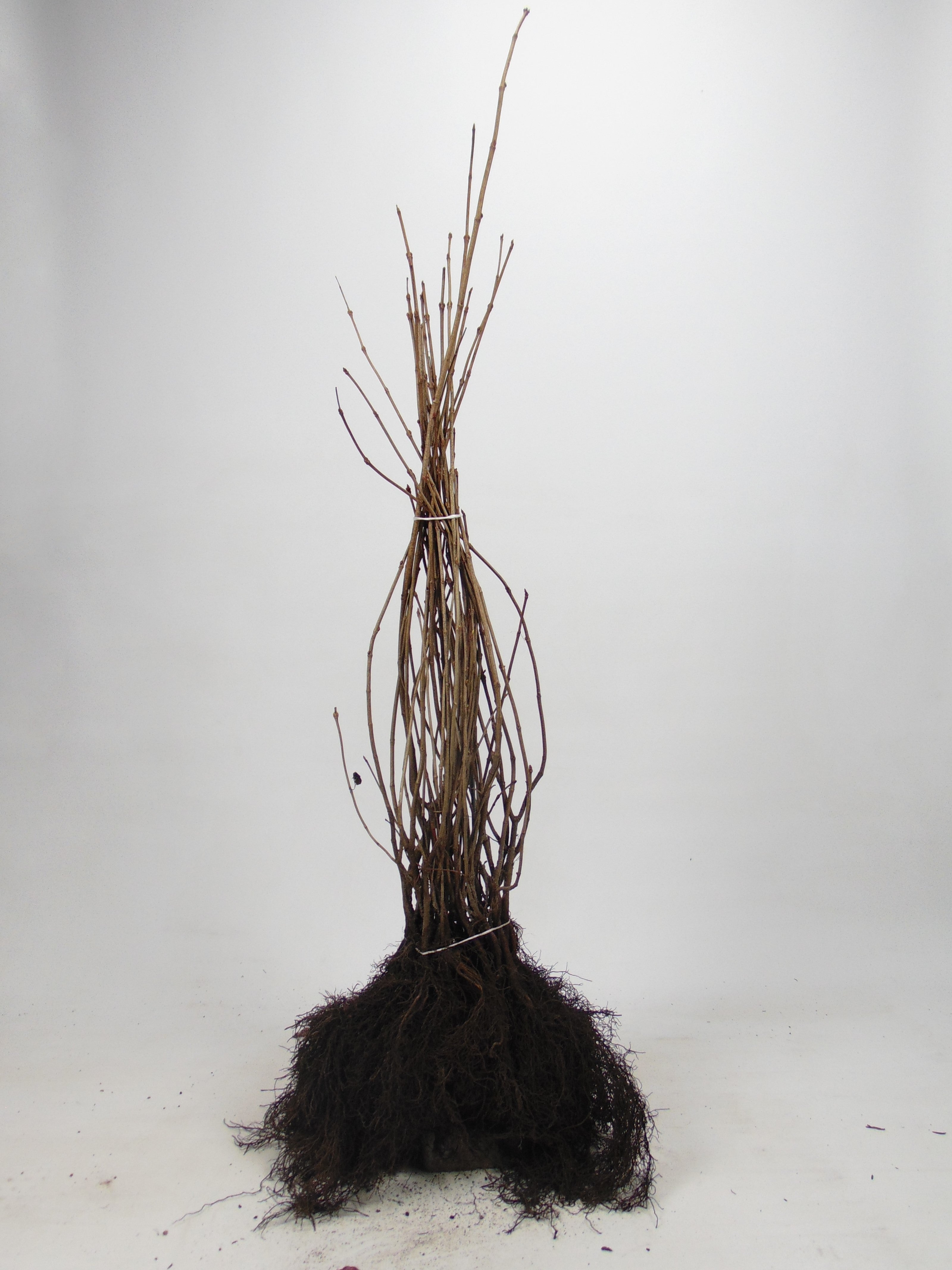 Bok ; 60-80 cm 2,5 L kruka