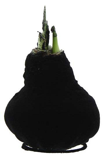 Amaryllis &
