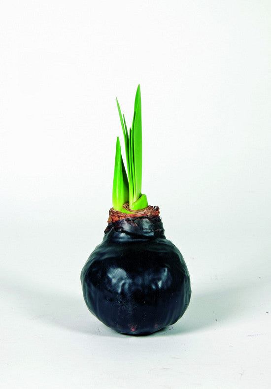 Amaryllis &