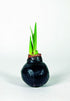 Amaryllis &