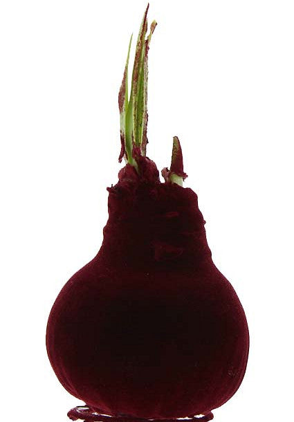 Amaryllis &