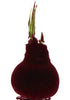 Amaryllis &