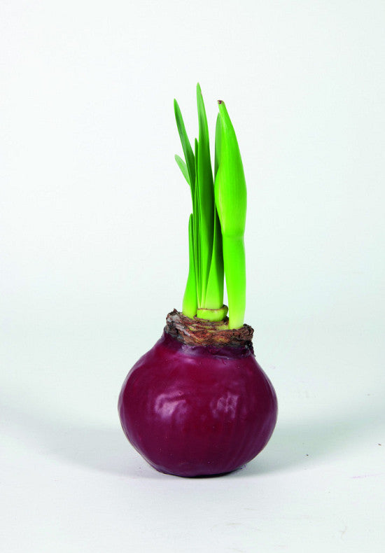 Amaryllis &