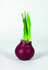 Amaryllis &