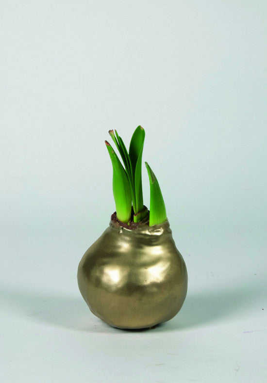 Amaryllis &