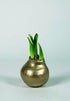 Amaryllis &