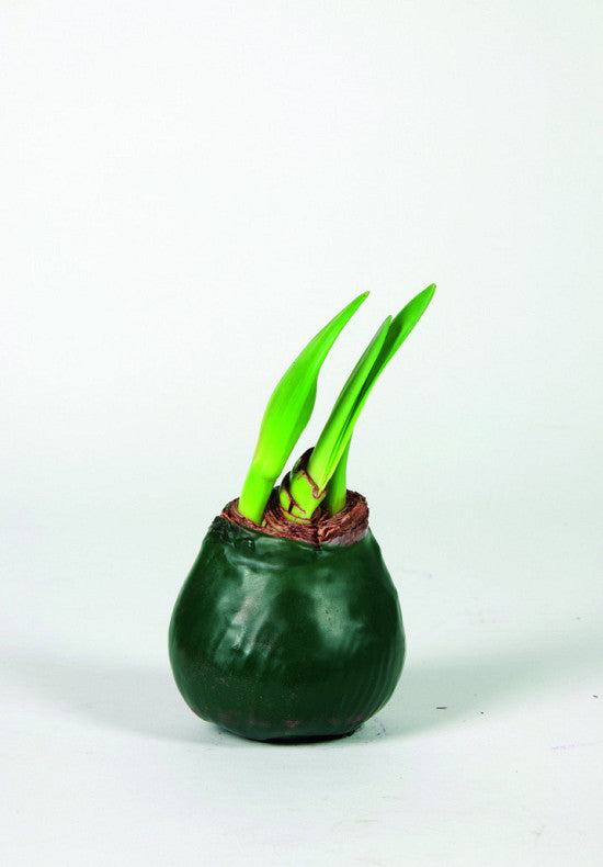 Amaryllis &