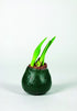 Amaryllis &
