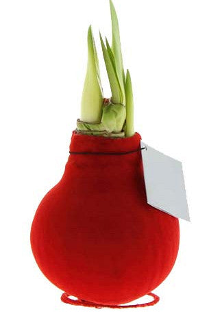 Amaryllis &