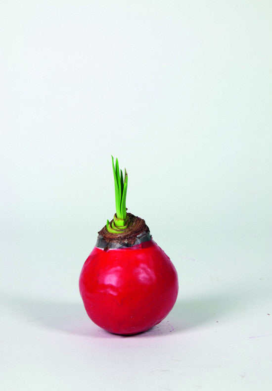 Amaryllis &