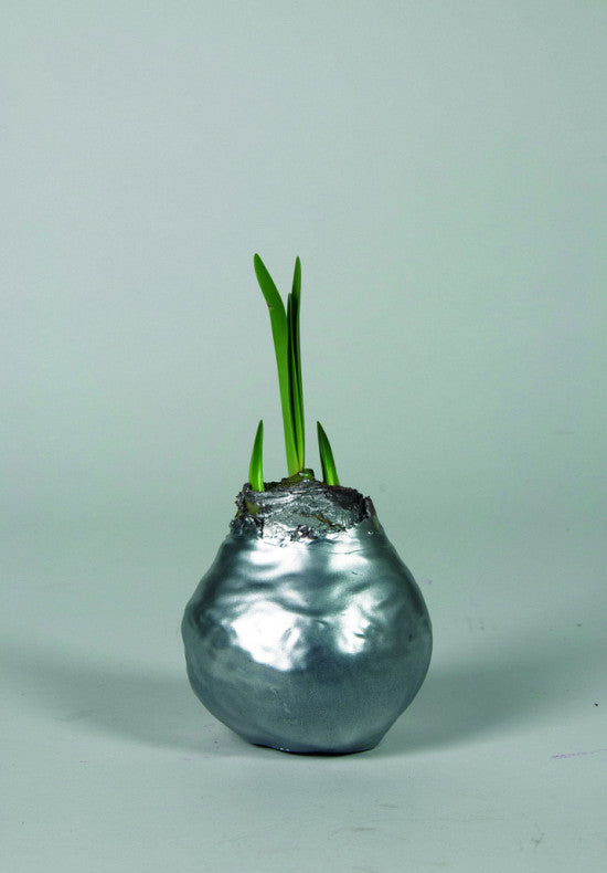 Amaryllis &