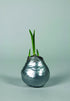 Amaryllis &