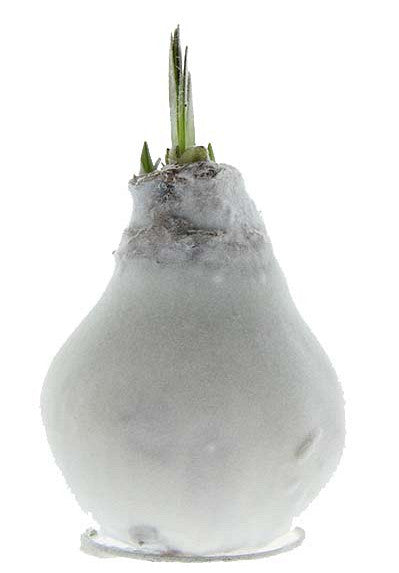 Amaryllis &