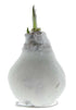 Amaryllis &