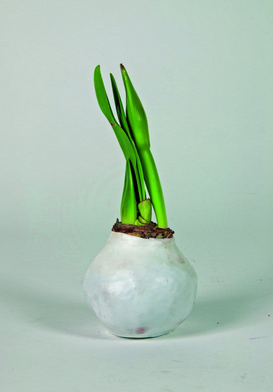 Amaryllis &