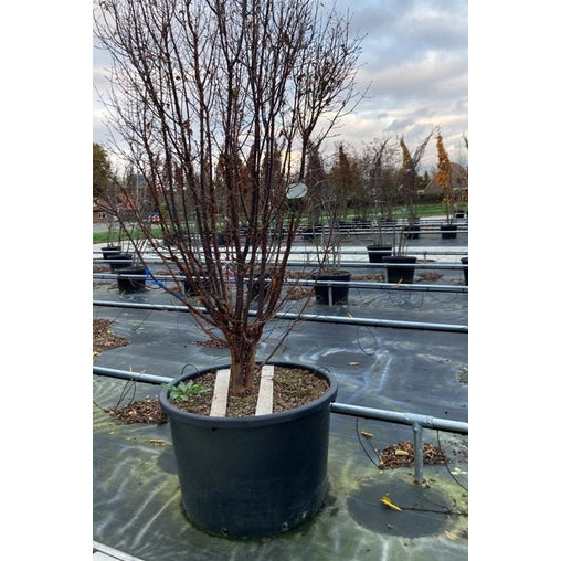 Kopparlönn - Acer griseum 250-300 MS