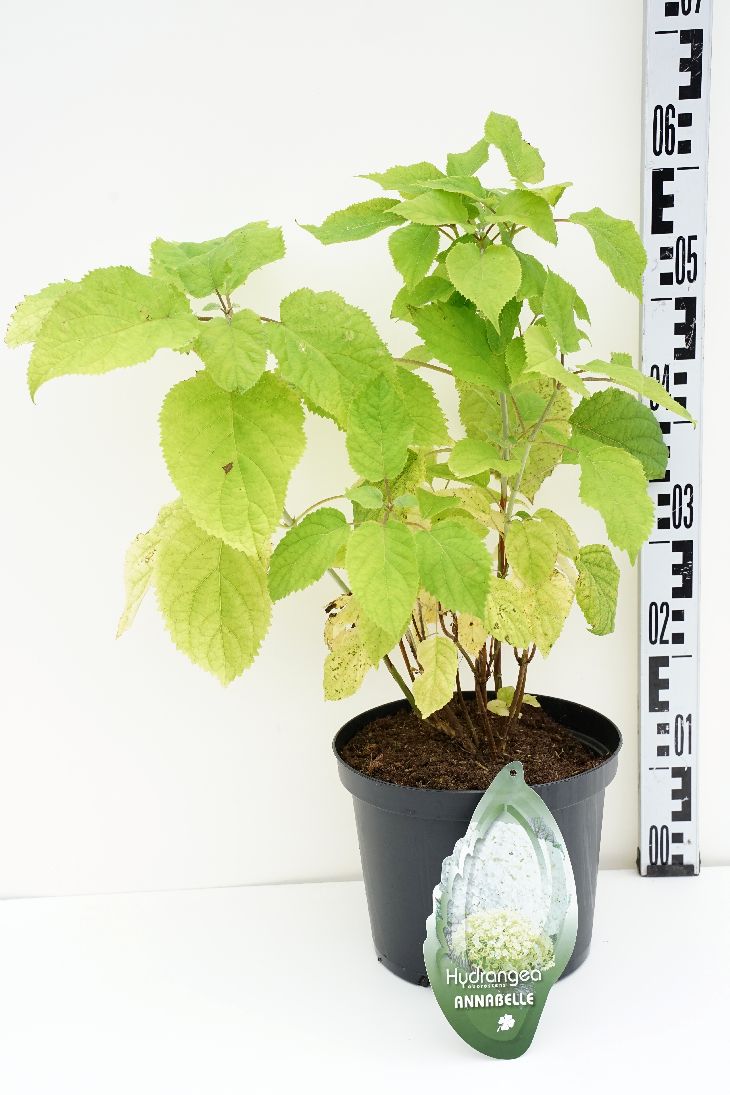 Hortensia arb. &