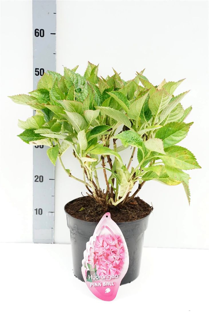 Hortensia m. &