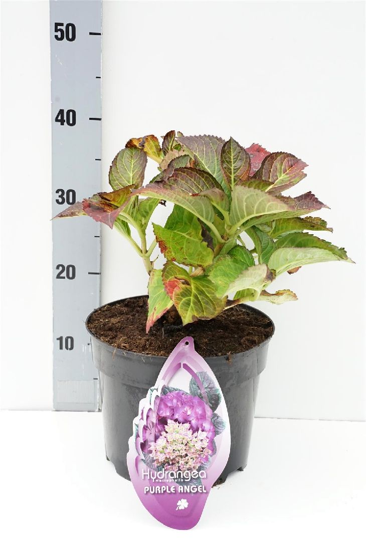 Hortensia m. ‘Teller Purple&