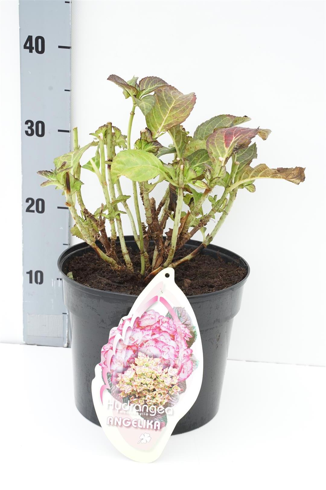 Hydrangea m. &