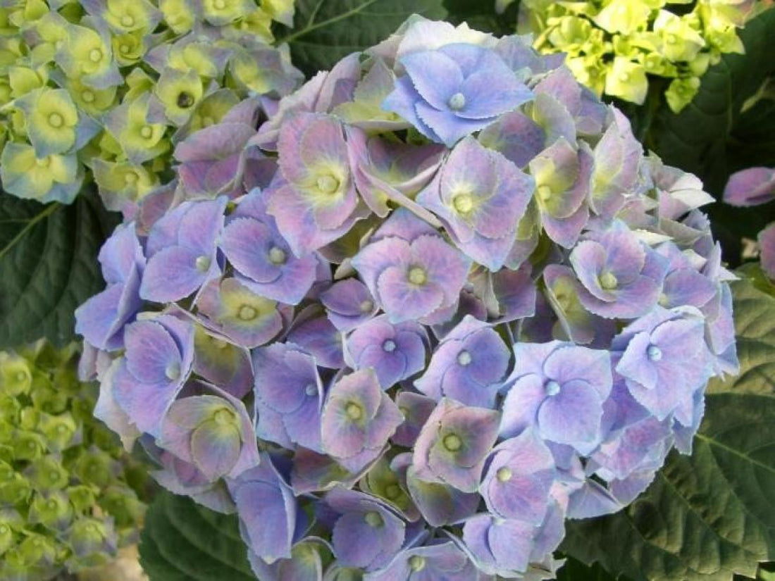 Hortensia m. &