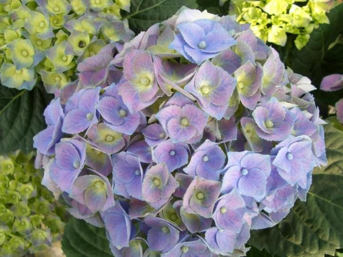 Hortensia m. &