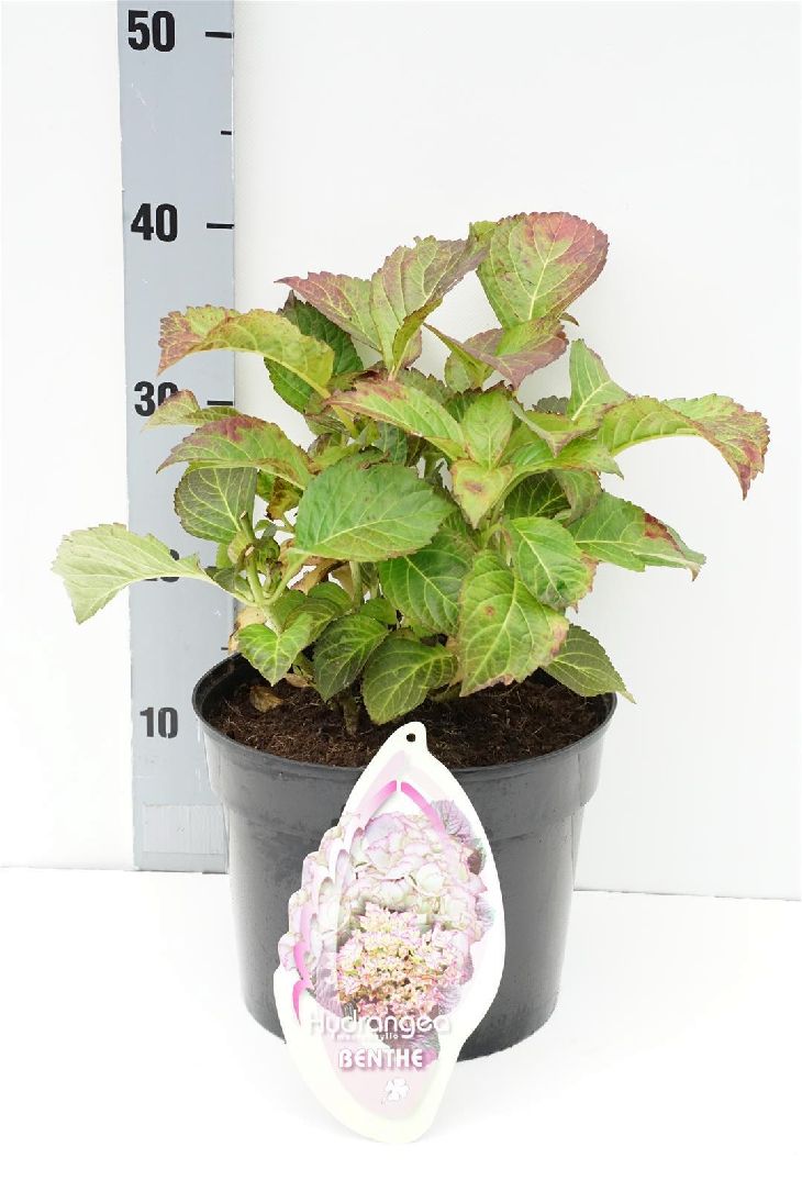 Hortensia m. ‘Benthe’ - C5/P23