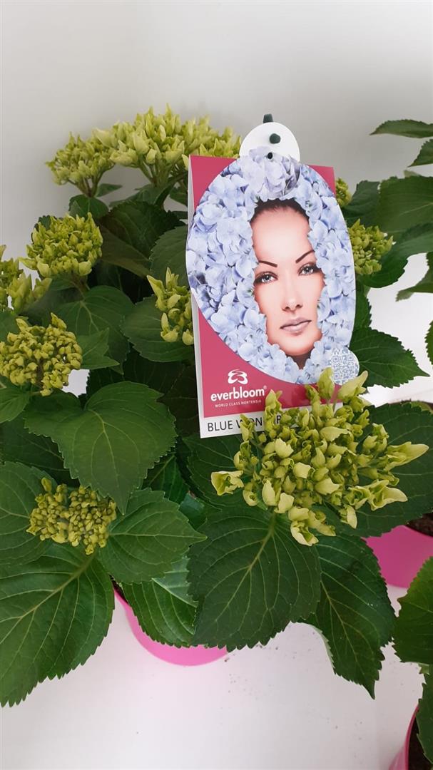Hortensia m. &