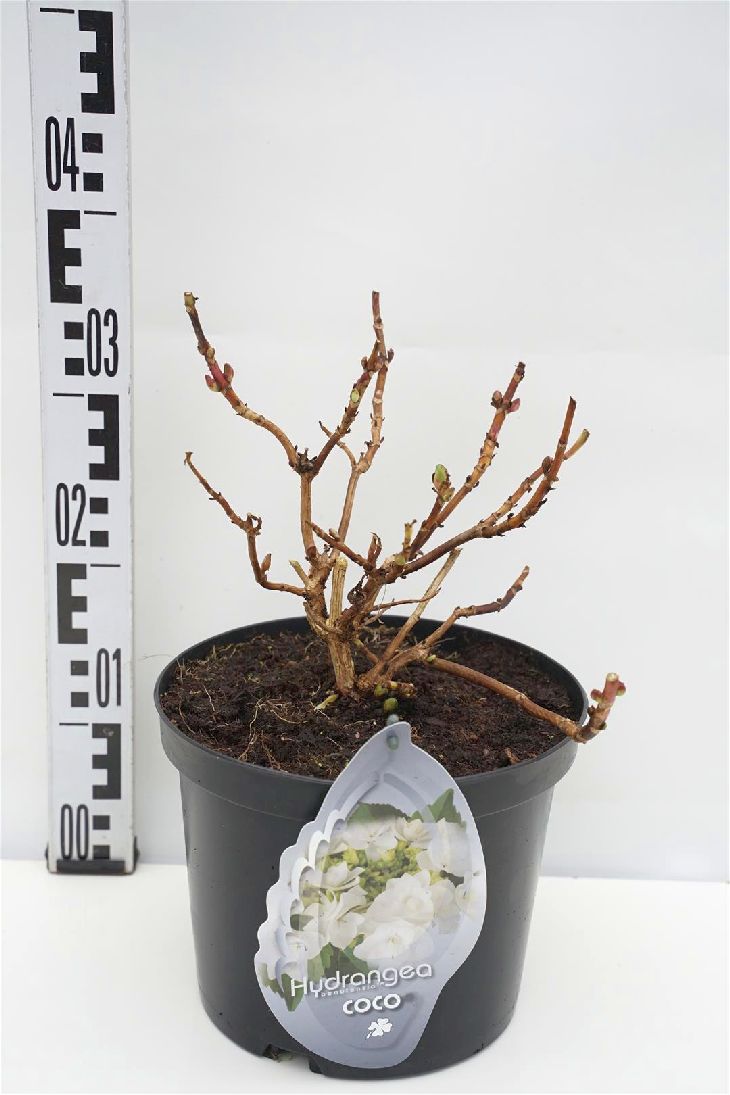 Hortensia m. &