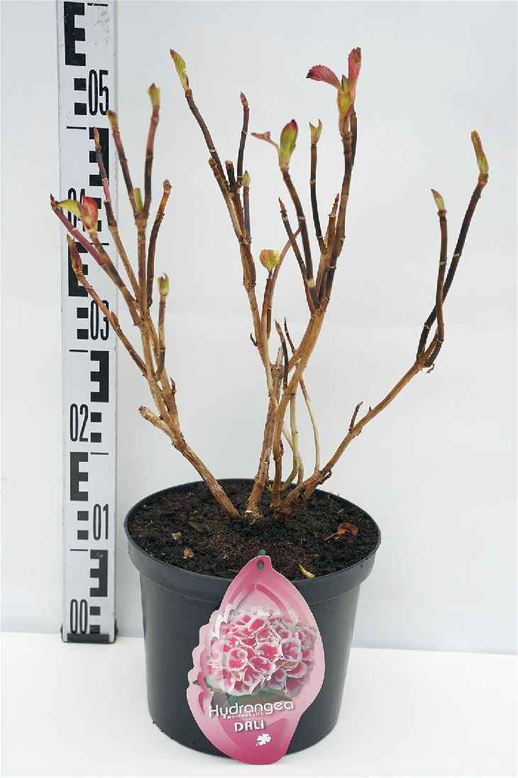 Hortensia m. &