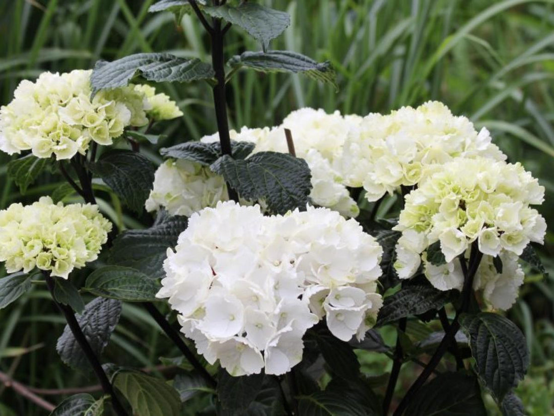 Hortensia m. &
