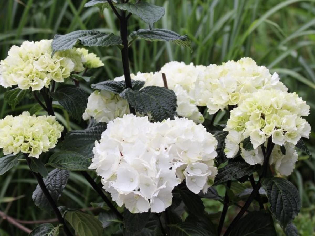 Hortensia m. &