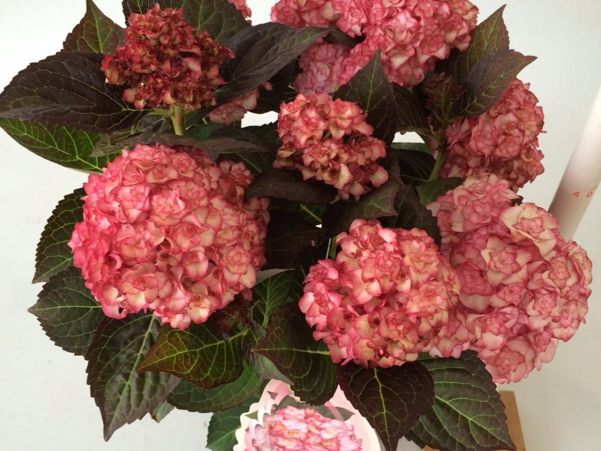 Hortensia m. &