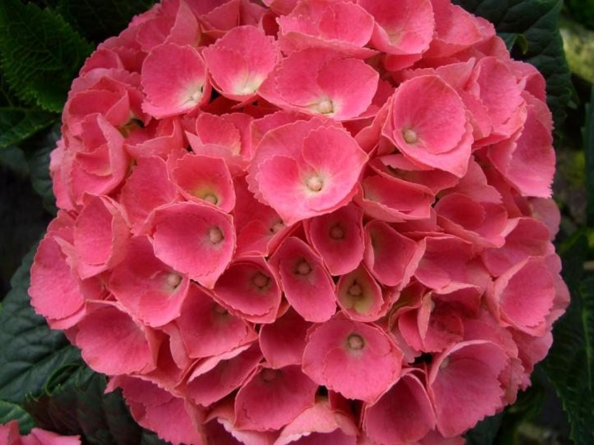 Hortensia m. &