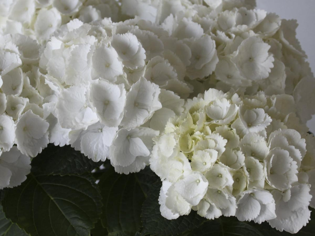 Hortensia m. &