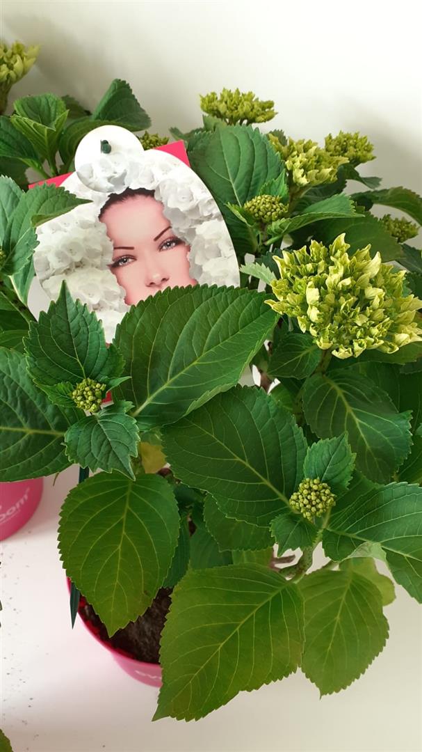 Hortensia m. &