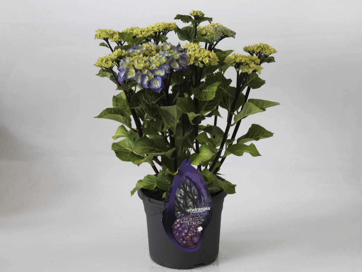 Hortensia &