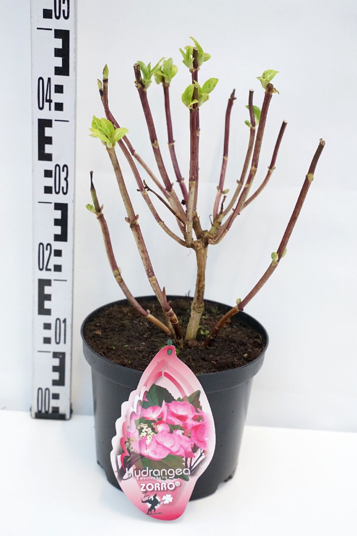 Hortensia &