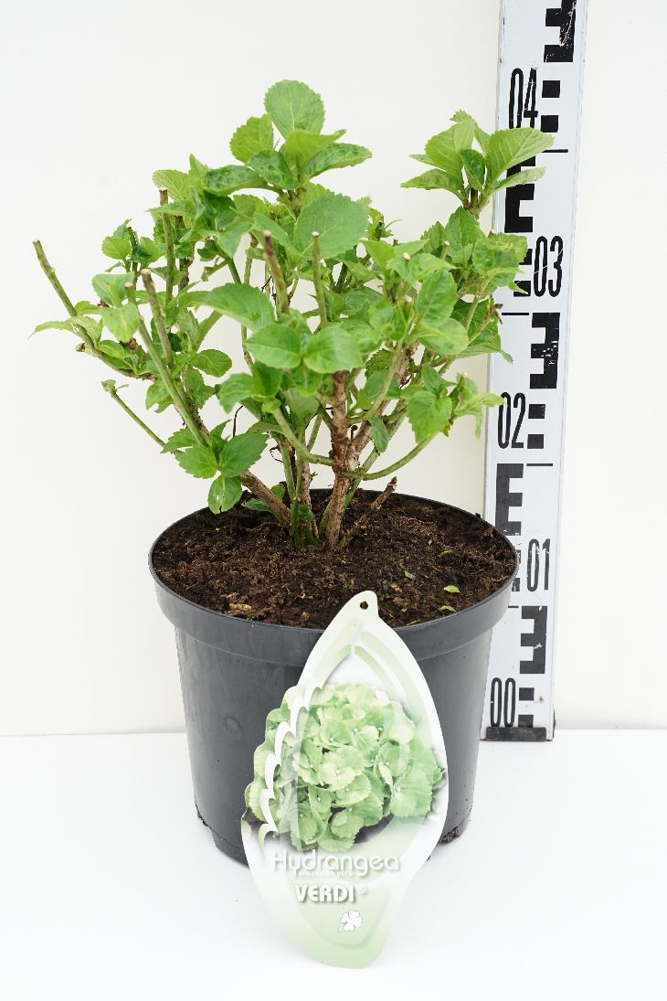 Hortensia m. &