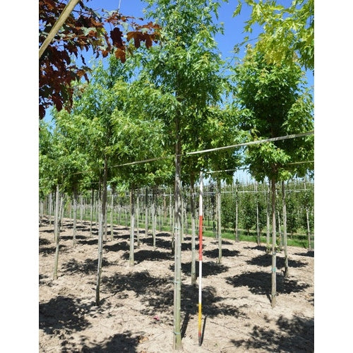 Flikbladig silverlönn - Acer saccharinum 'Laciniatum Wieri'  - Stammens omkrets 16-18 cm, höjd 3,5-4 meter,   HS,