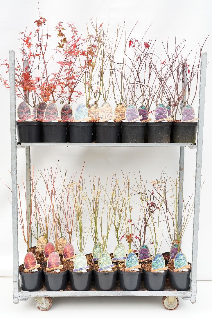 Japansk lönn (Acer palmatum) i sorter C3,5 (3,5 liters kruka) 40-50 cm