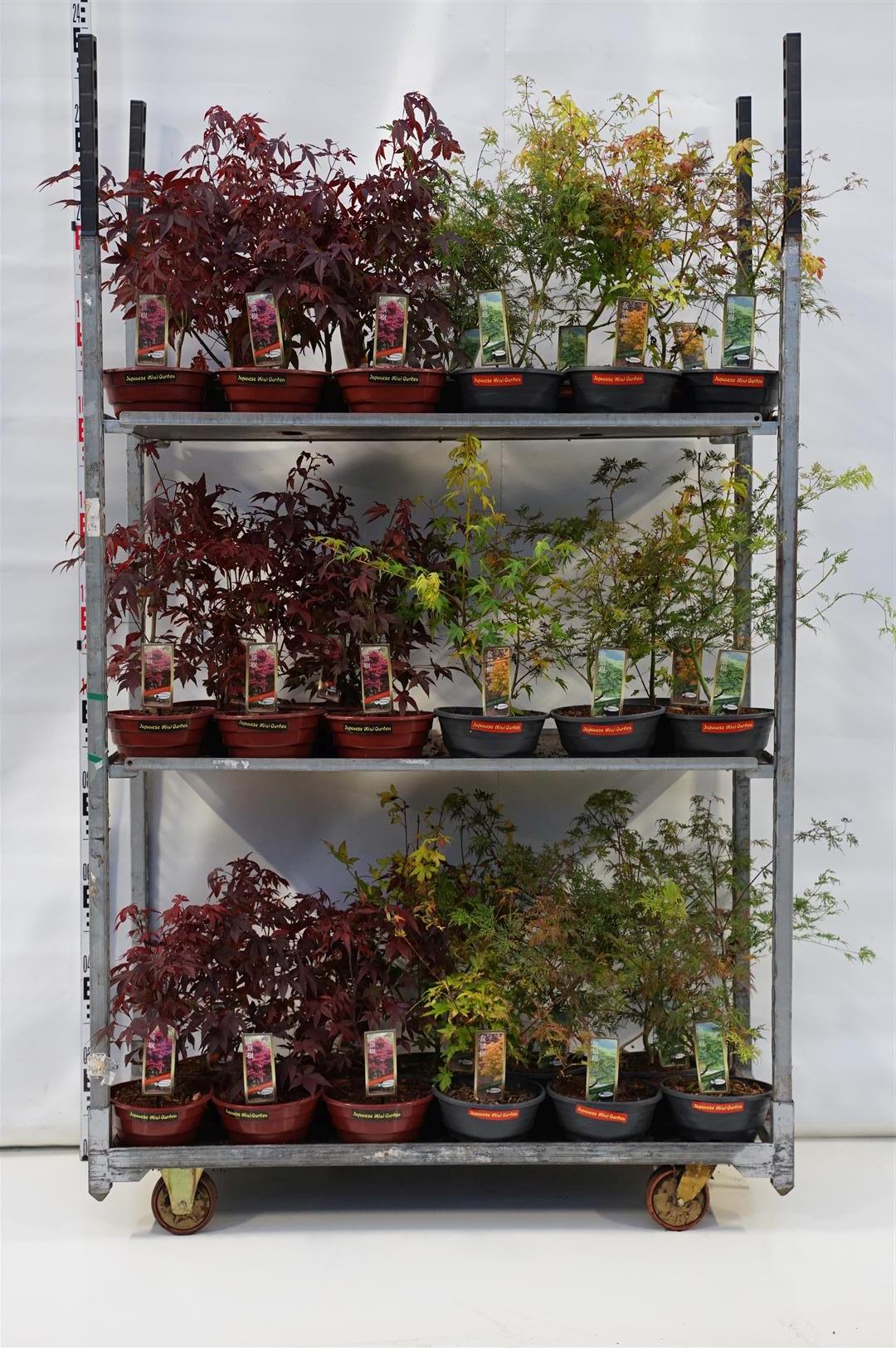 Acer palmatum i sorter - C5 (5 liters kruka) / 23 cm bonsaikruka