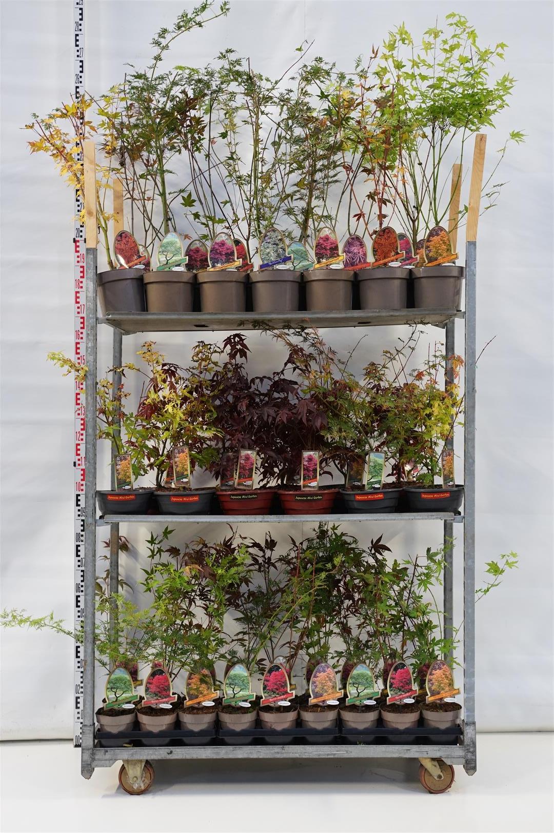 Lönn pal. in cultivars - MIX CC