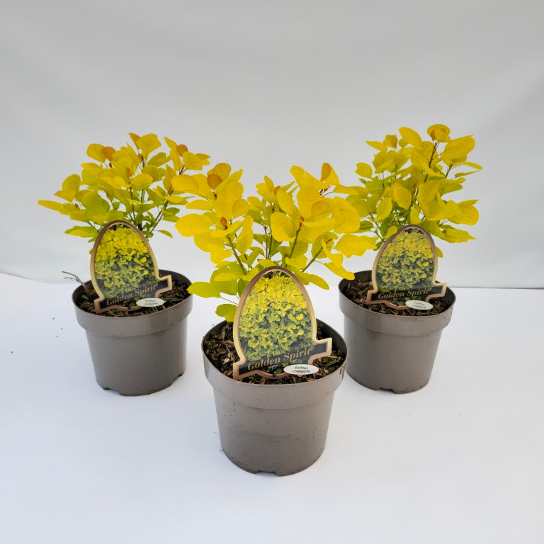 Cotinus coggygria &