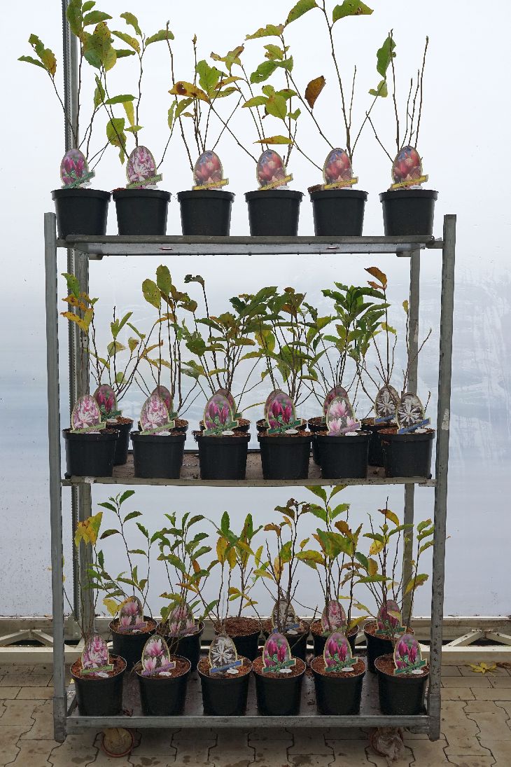 Magnolia in cultivars - C3,5/P20 40-50 CM
