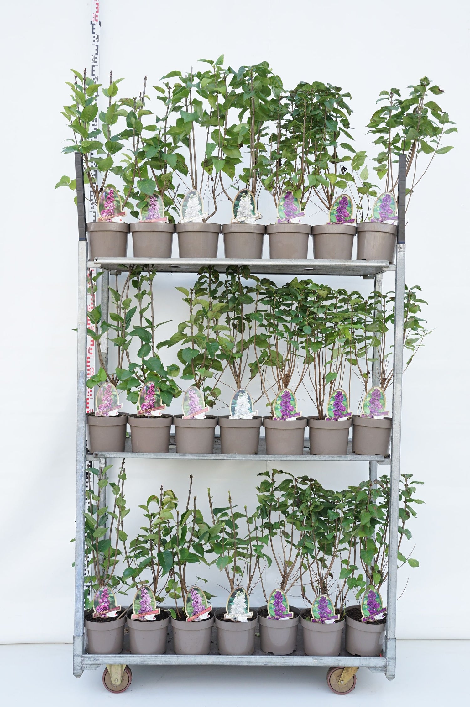 Syren vulgaris in cultivars - C3,5/P20 50-60 CM