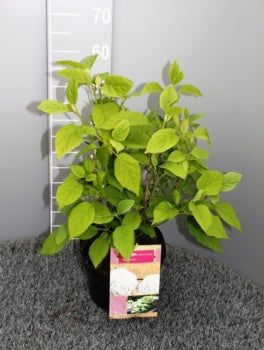 Hydrangea arb. &