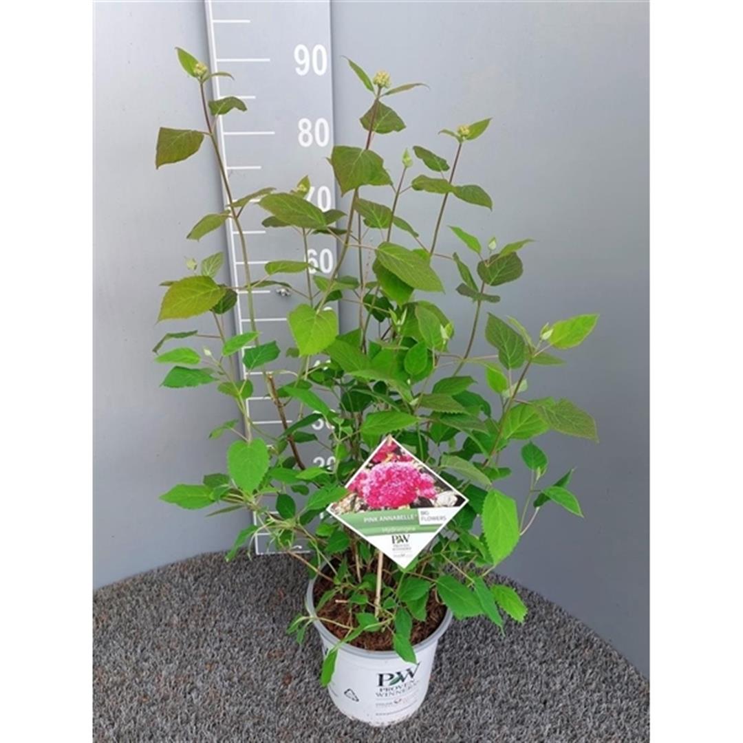 Hortensia arb. &