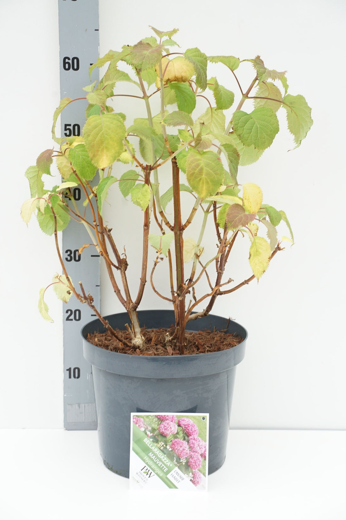 Hortensia &