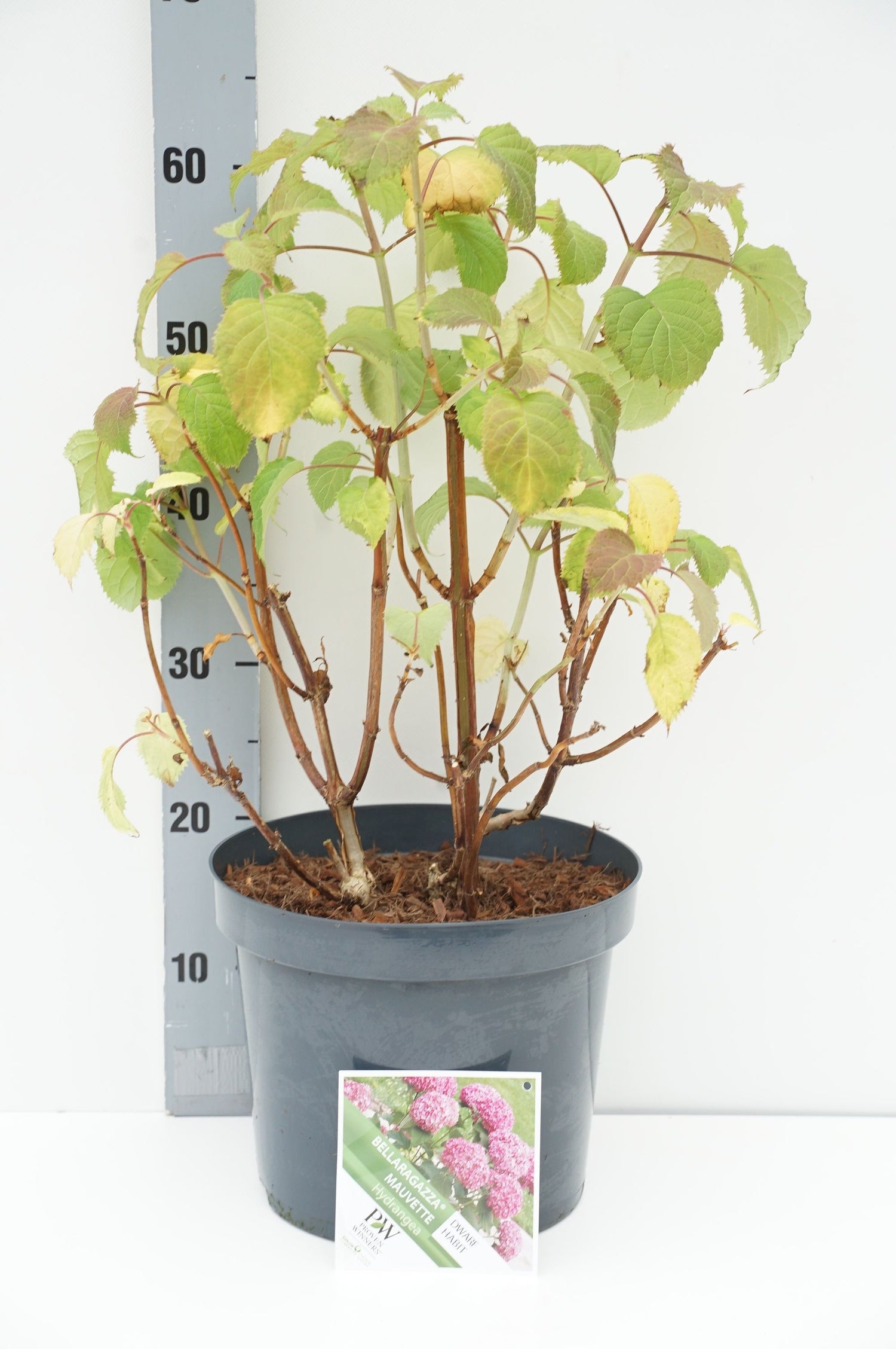 Hortensia &